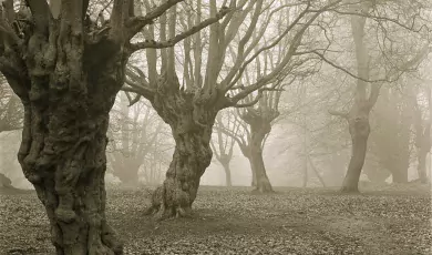 Colección de cuentos embrujados.
