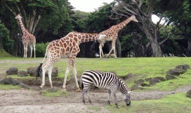 Explorando lo inexplicable: Actividades paranormales en los zoológicos